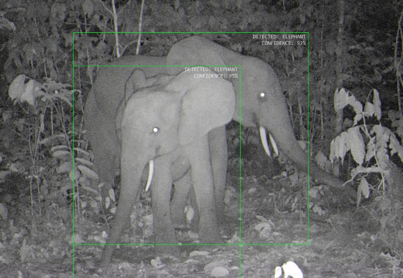 Catching poachers was almost impossible — until this Dutch company invented a new type of camera