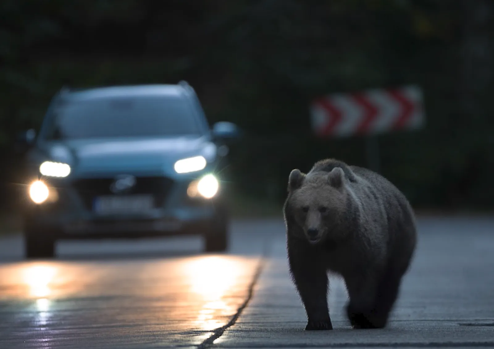 Keeping brown bears out of mountain villages