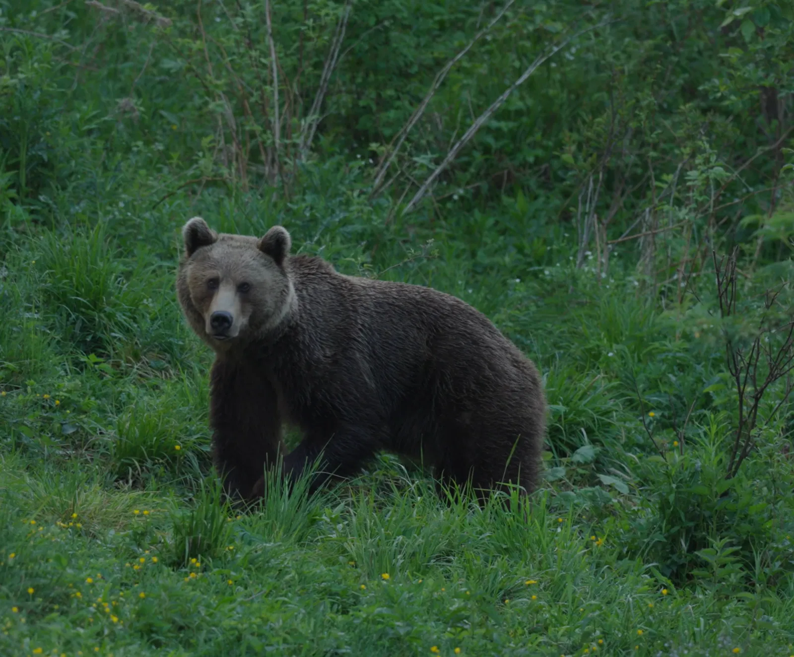 Sky-dancer bear deterrent prototype