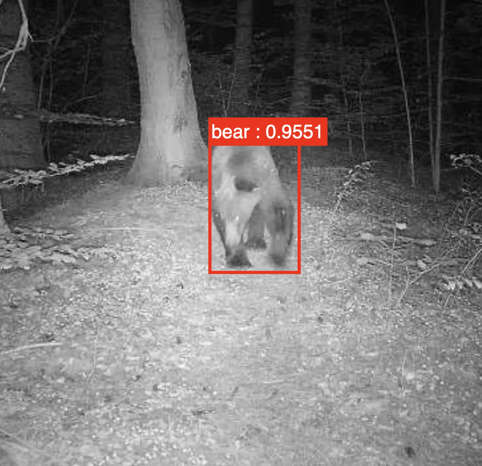 Real-time bear monitoring with WWF Romania