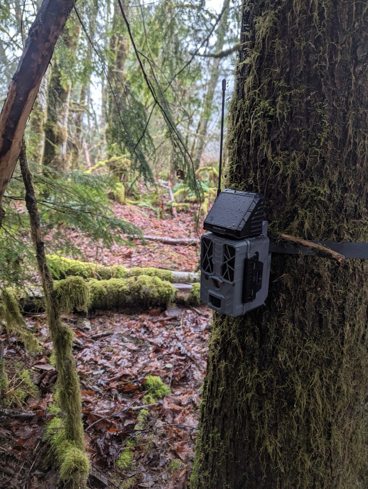 Real-time wolf monitoring during denning season